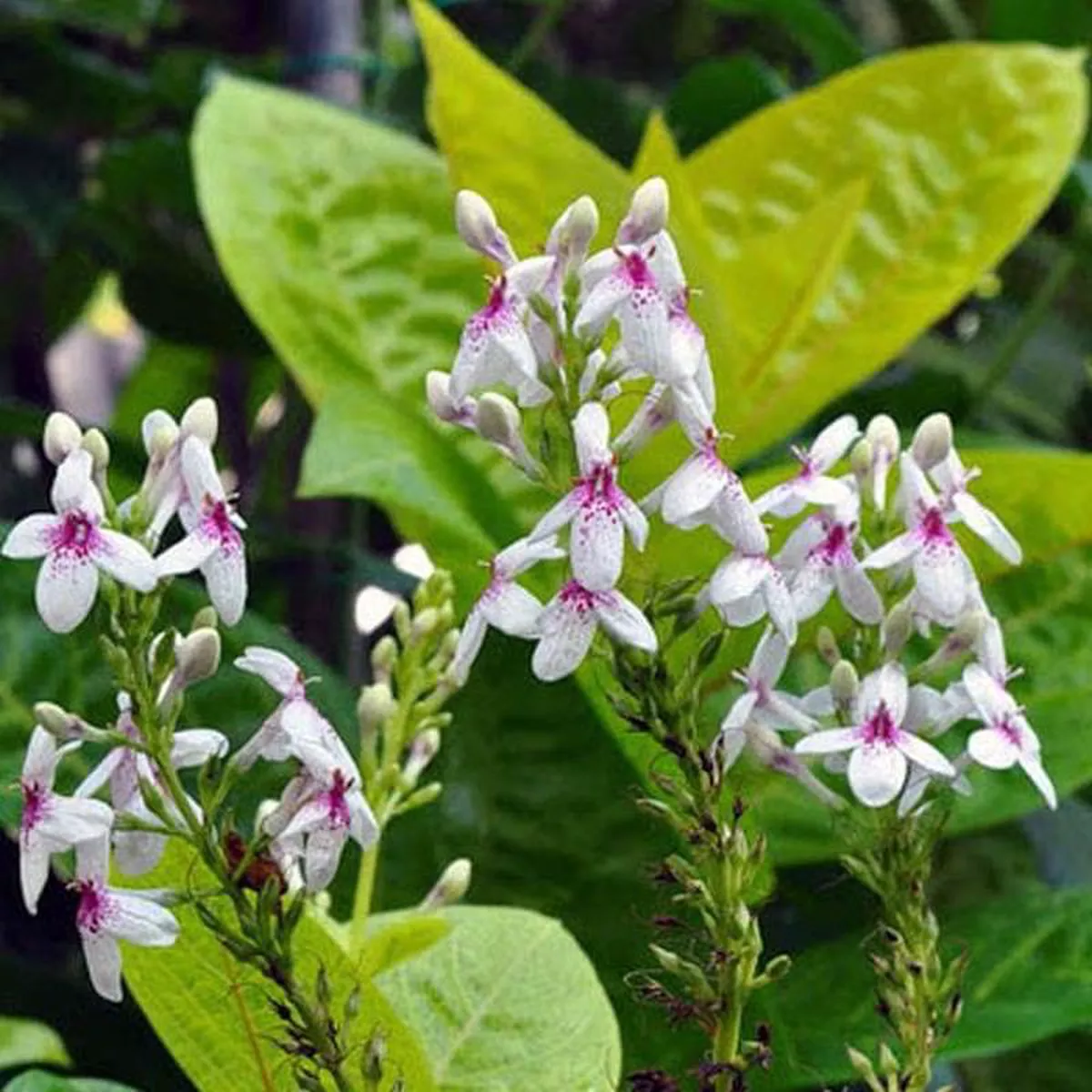 Pseudoeranthemum Reticulatum Kodia Yellow 8211 Plant