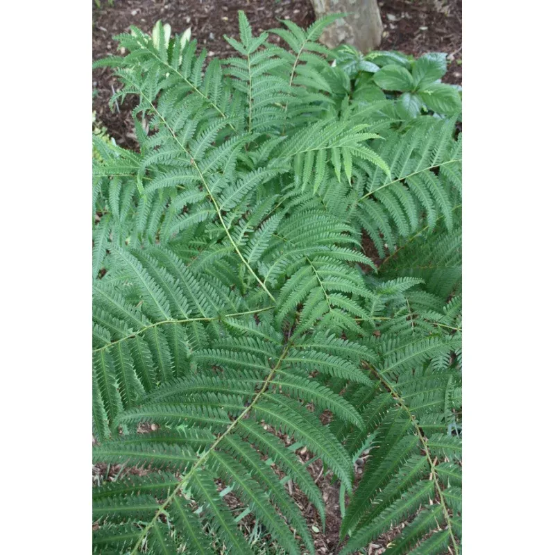 Pteris wallichiana Hualien Giant
