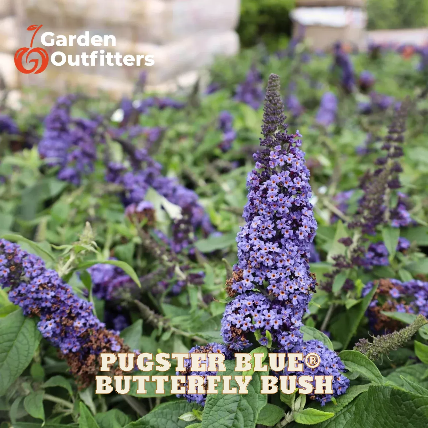 Pugster Blue Butterfly Bush (BUDDLEIA PUGSTER BLUE) – 3 gallon