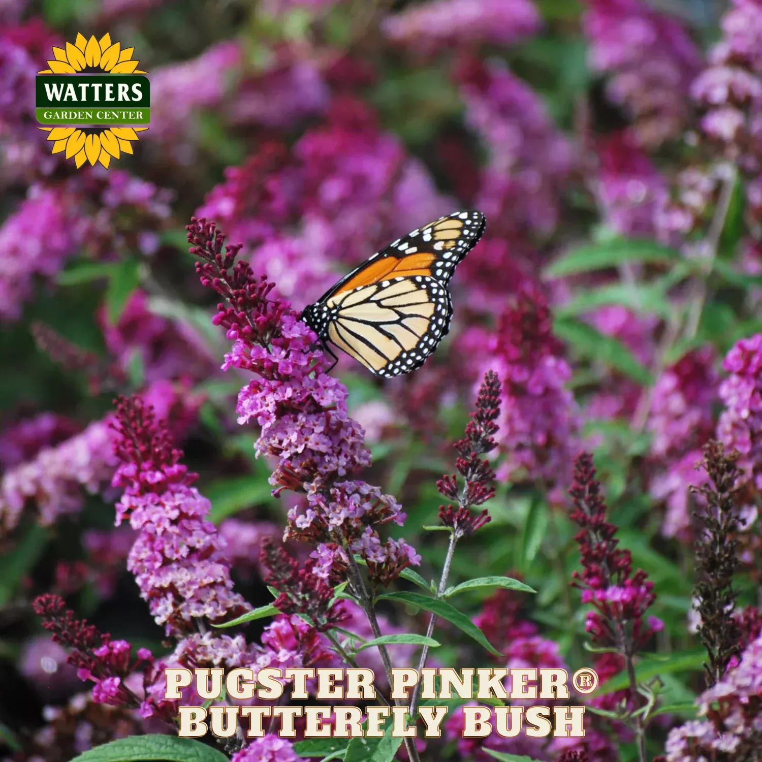 Pugster Pinker Butterfly Bush (BUDDLEIA PUGSTER PINKER) – 3 gallon