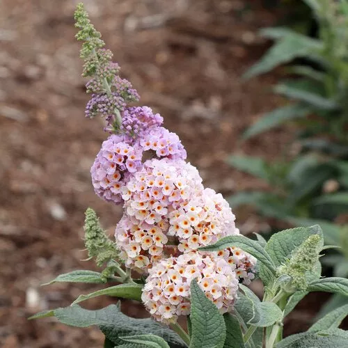 PUGSTER SORBET™ Butterfly Bush