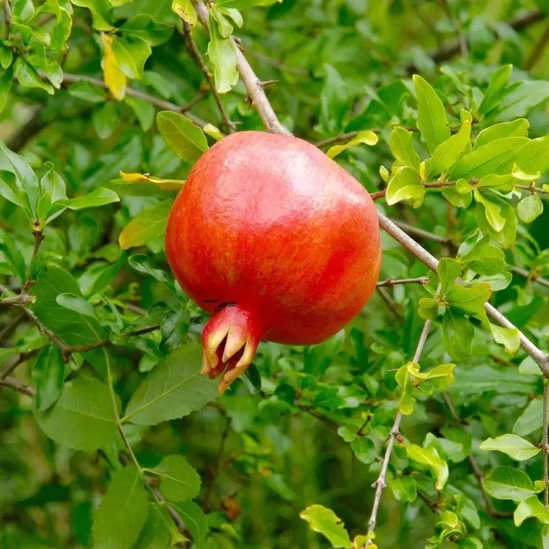 Punica Crimson Sky Pomegranate