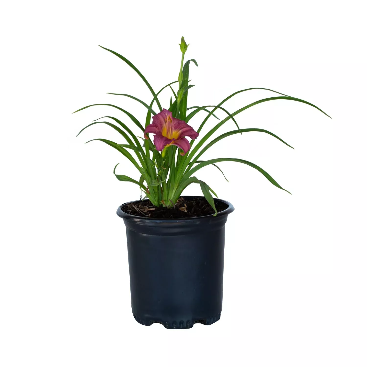Purple d'Oro Daylily
