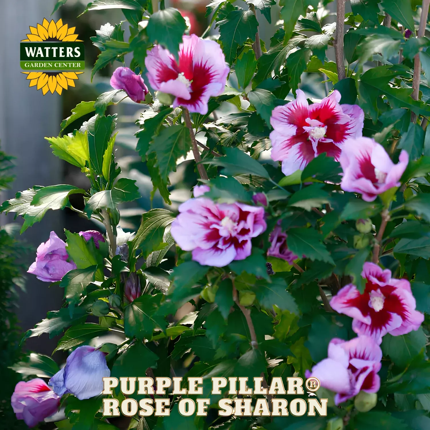 Purple Pillar Rose of Sharon (HIBISCUS S. PURPLE PILLAR) – 3 gallon 18″