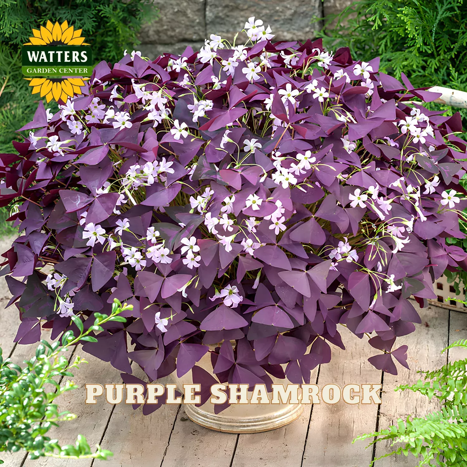 PURPLE SHAMROCK 6in