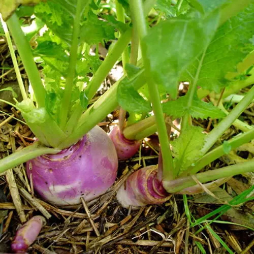 Purple Top Globe Turnip Seeds - (Brassica rapa)