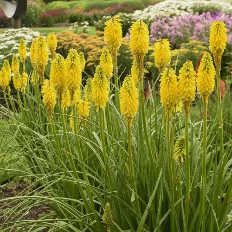 Pyromania 'Solar Flare' kniphofia | Proven Winners