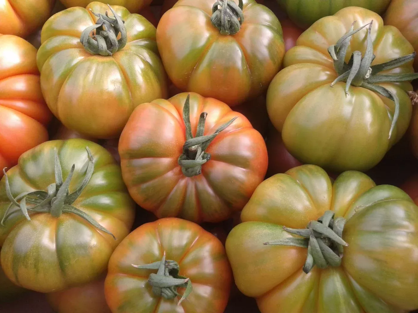 Quasimodo F1 Beefsteak Tomato