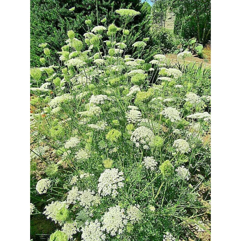 Queen Anne’s Lace Seeds – Daucus Carota