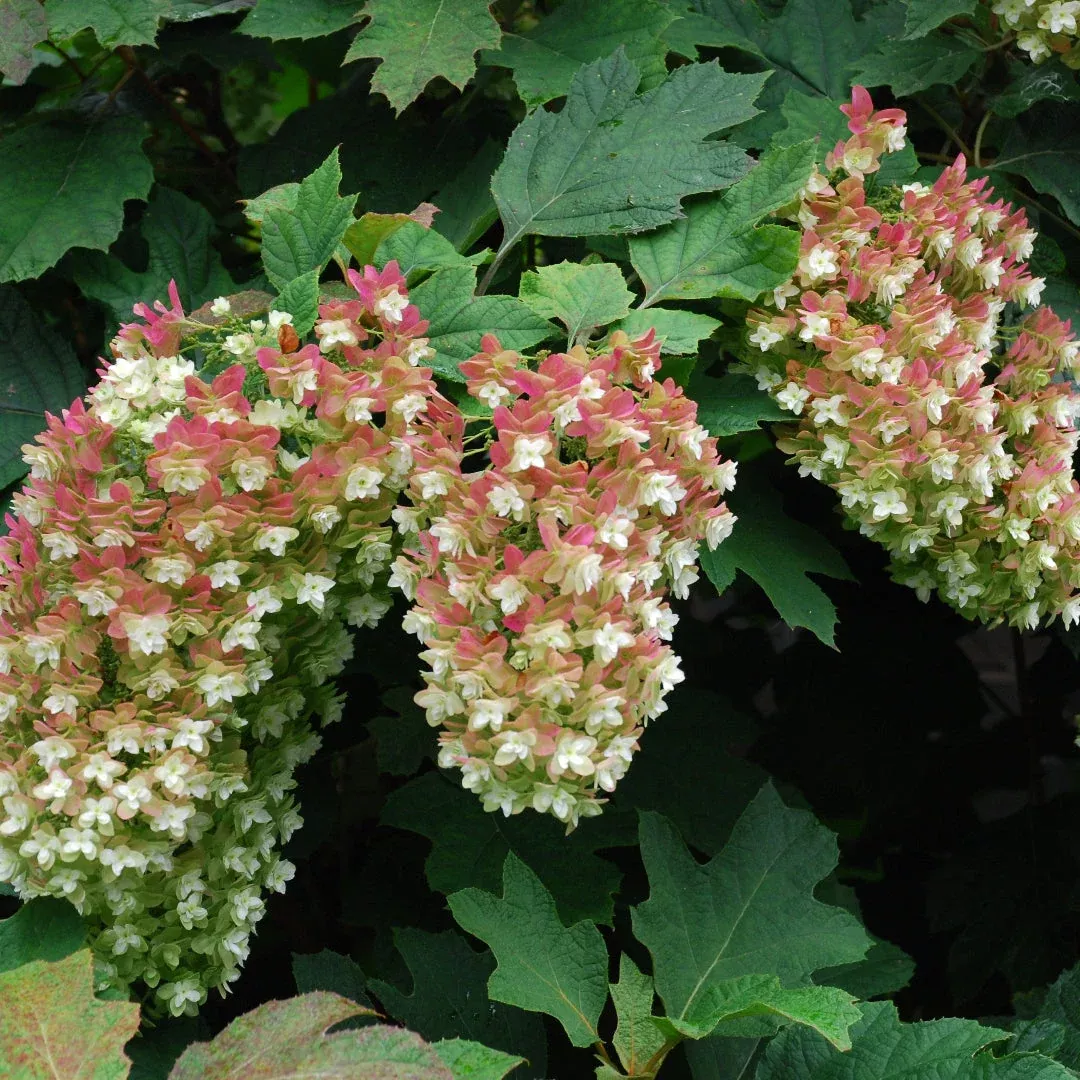 Queen of Hearts Oakleaf Hydrangea – Native White Blooms (H. quercifolia)