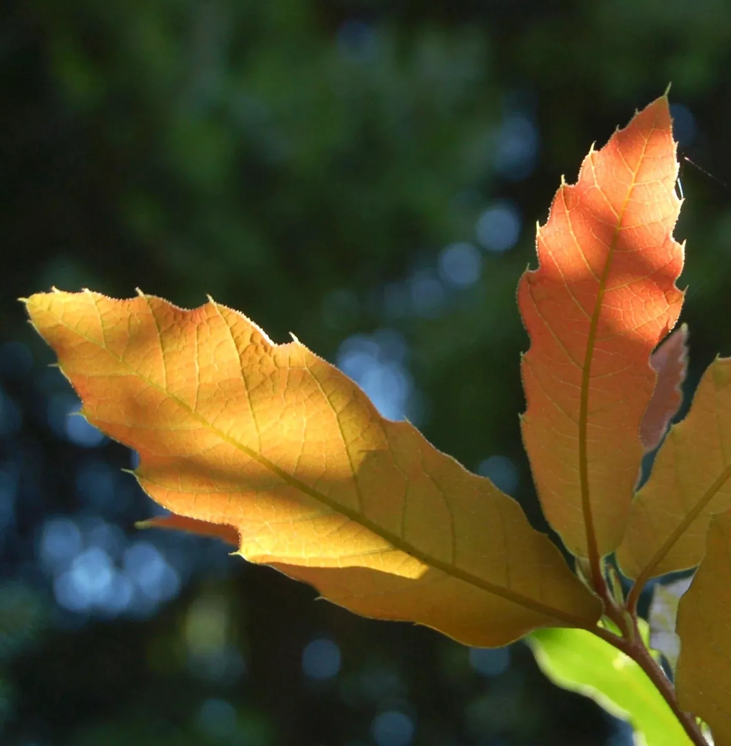 Quercus rhysophylla cv ‘Maya’