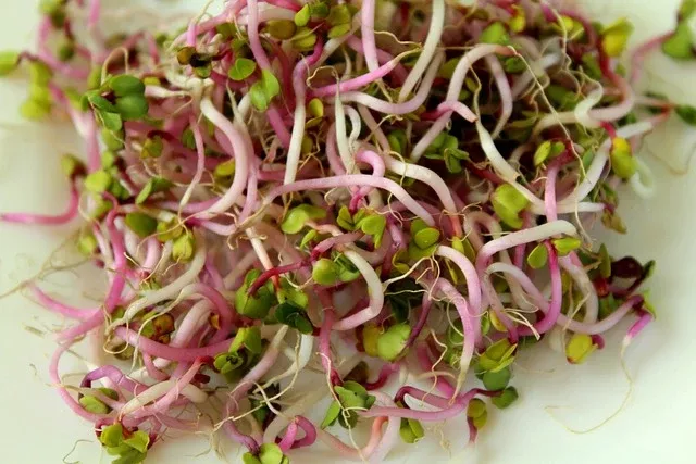 Radish China Rose