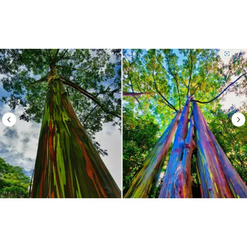 Rainbow Eucalyptus Starter Tree Seedling Sapling Plant, Well-Rooted, Eucalyptus deglupta
