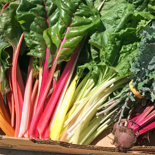 Rainbow Swiss Chard Seeds – (Beta vulgaris ssp. cicla)
