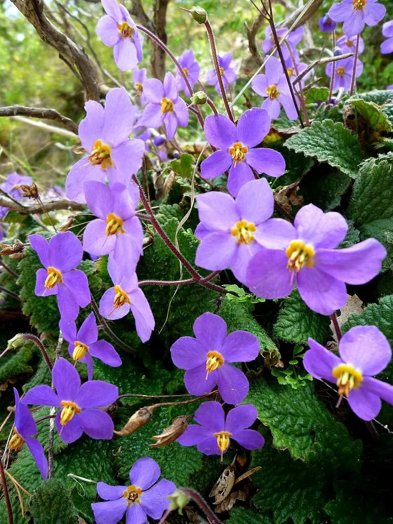 Ramonda myconi | Pyrenean violet
