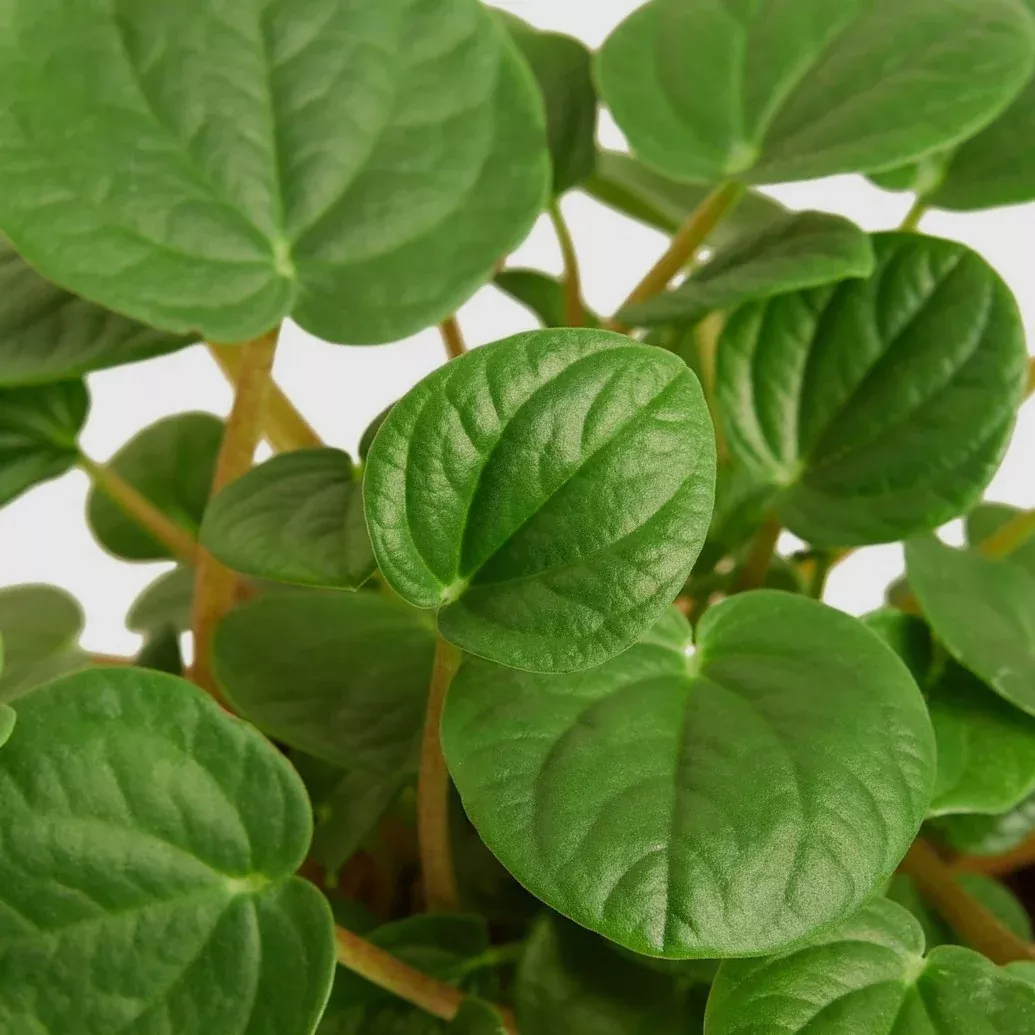 RANA VERDE PEPEROMIA 6in