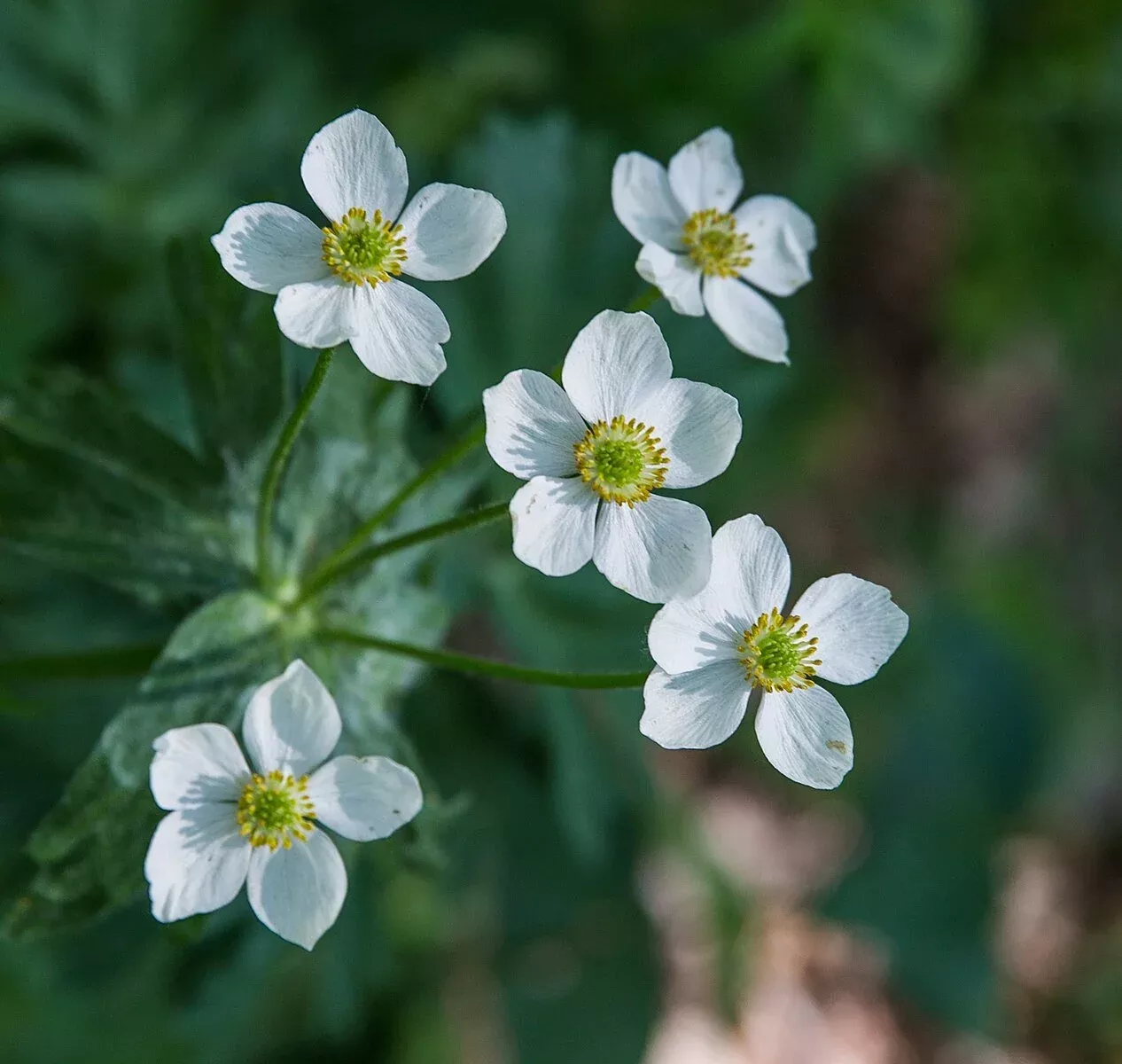 Ranunculus aconitifolius | fair maids of France