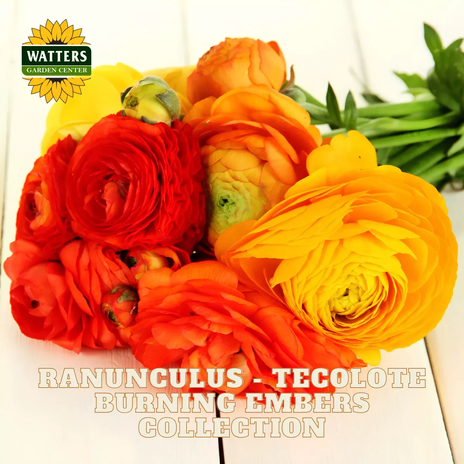 Ranunculus – Tecolote Burning Embers Collection