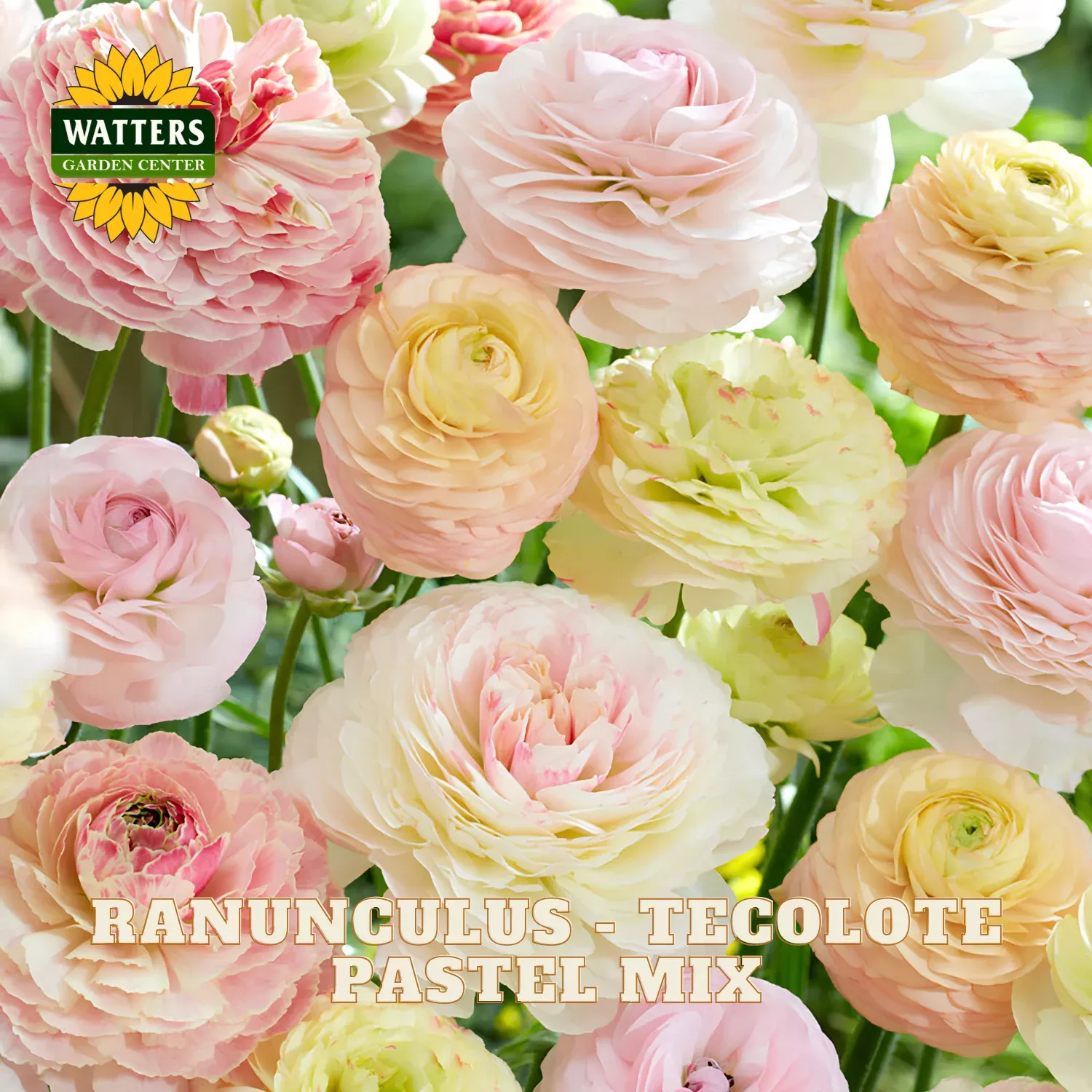Ranunculus – Tecolote Pastel Mix