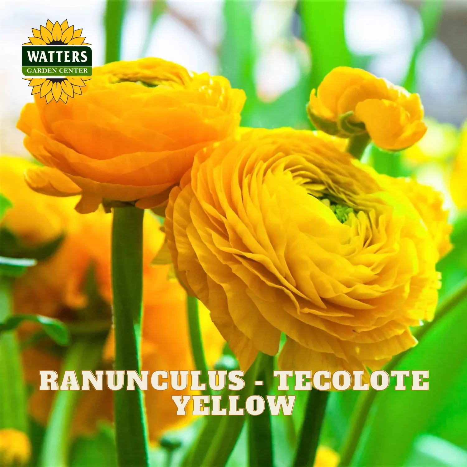 Ranunculus – Tecolote Yellow