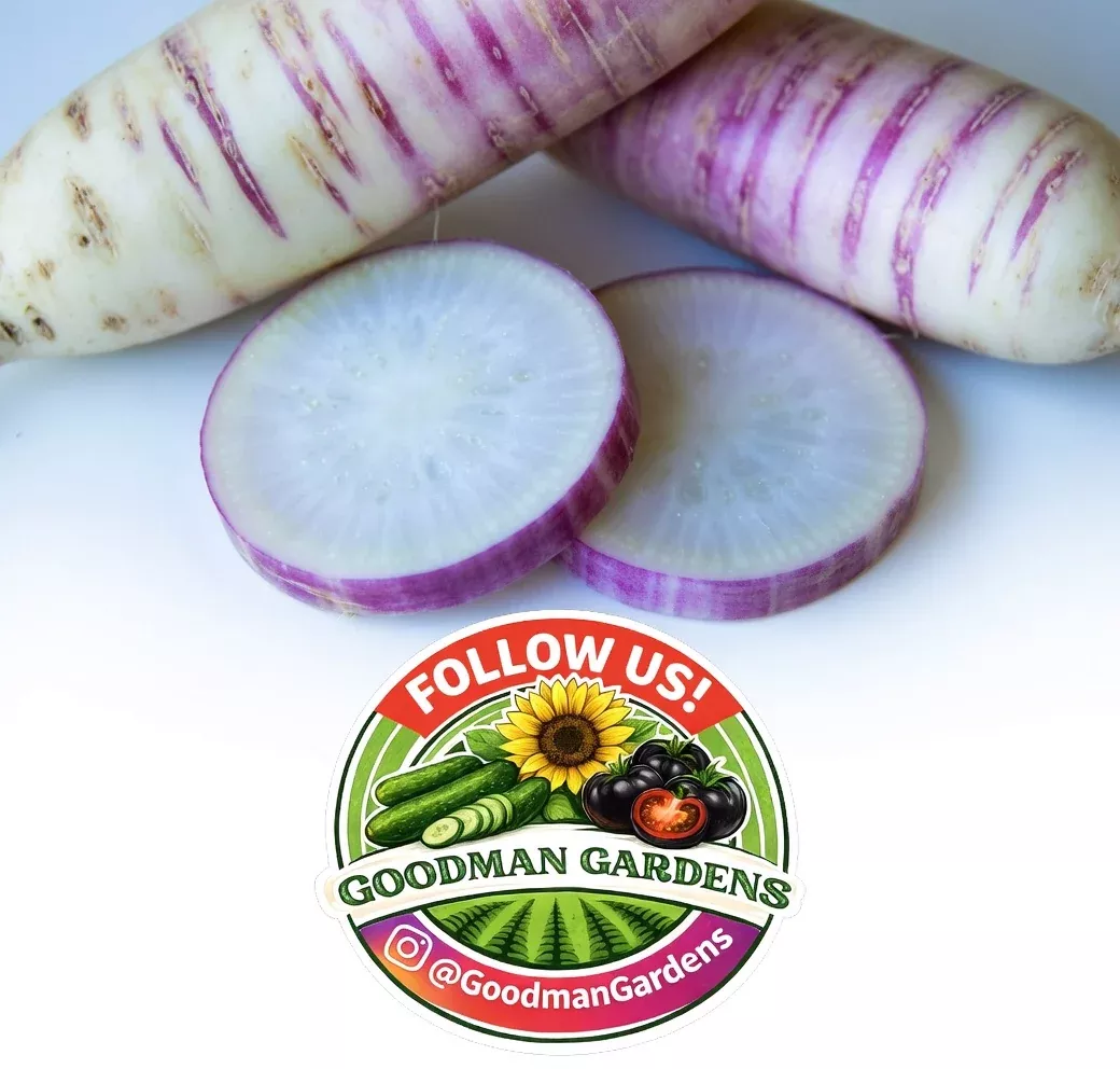 Rare Akasuji Radish Seeds, Japanese White and Purple Radish