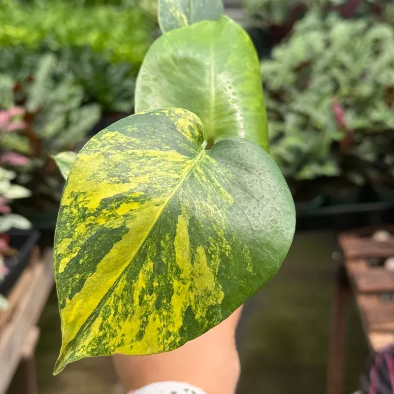 Rare Monstera Deliciosa 'Yellow Marilyn'