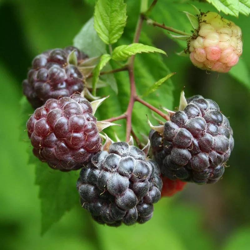 Raspberry ‘Purple’