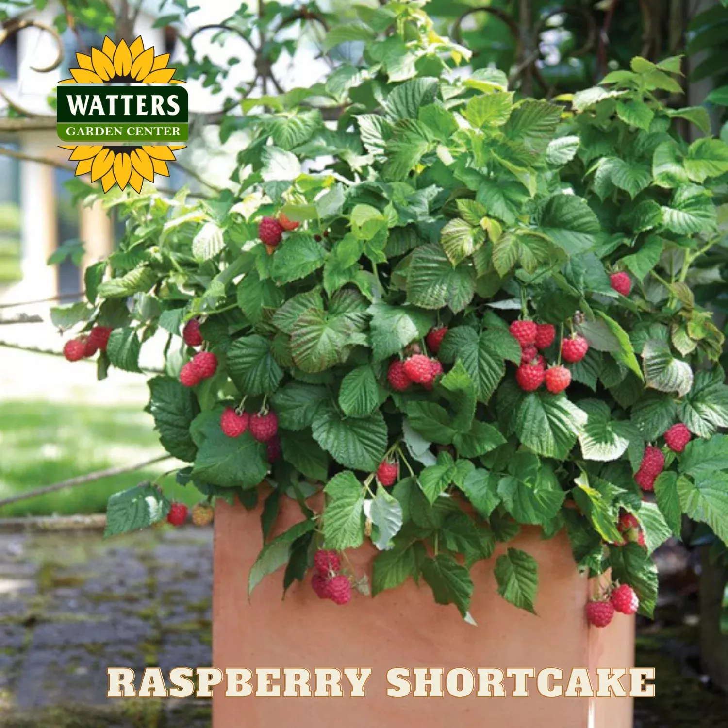 Raspberry Shortcake (Rubus idaeus ‘Raspberry Shortcake™’) – 2 gallon