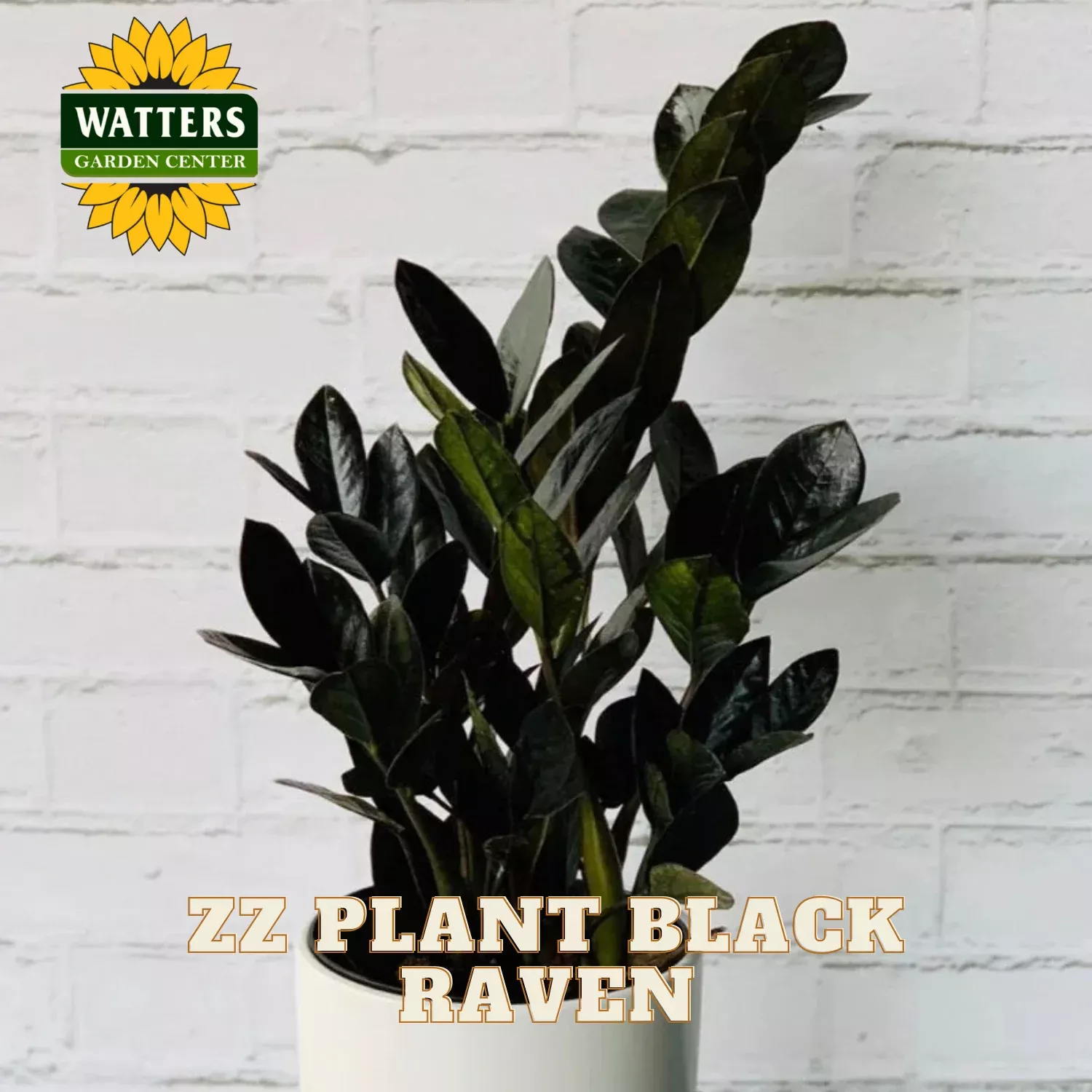 RAVEN ZZ PLANT 6in