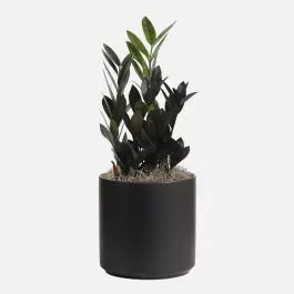 Raven ZZ Plant – Medio