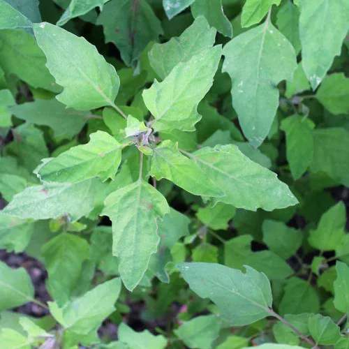 Red Aztec Spinach/Huauzontle Seeds - (Chenopodium berlandieri)