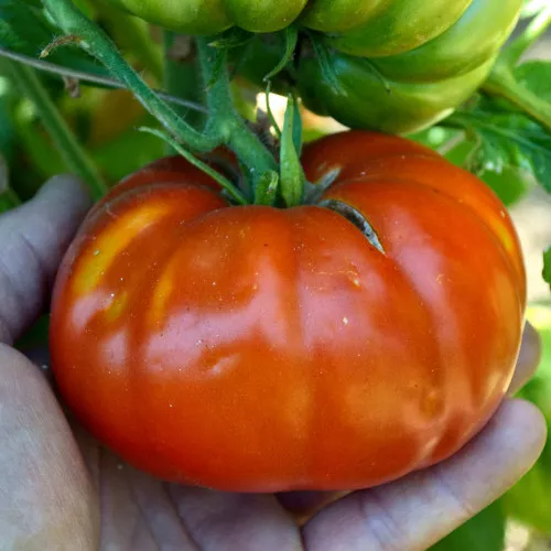 Red Brandywine Tomato Seeds- (Lycopersicon lycopersicum)