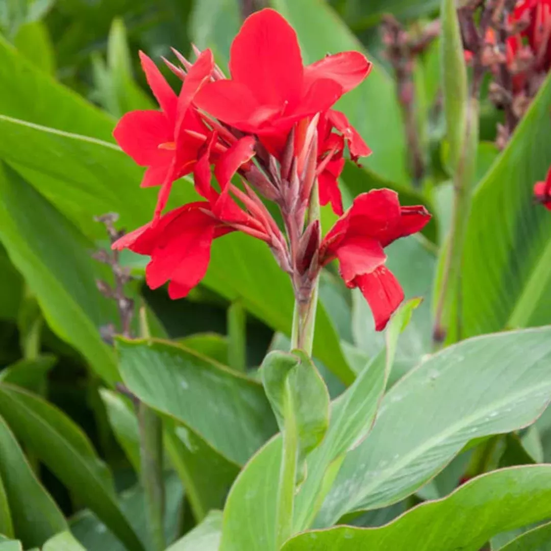 Red Canna Lily – Bold Red Tropical Blooms Late Spring to Frost (Canna)