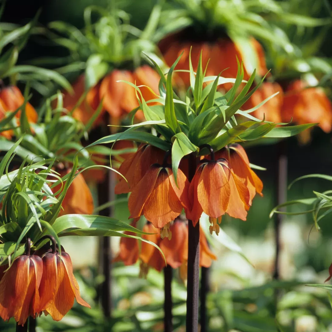 Red Crown Imperial Fritillary