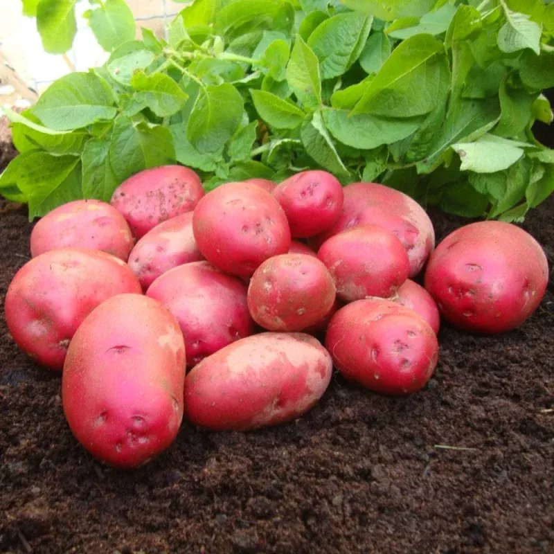 ‘Red Duke Of York’ First Early Seed Potatoes
