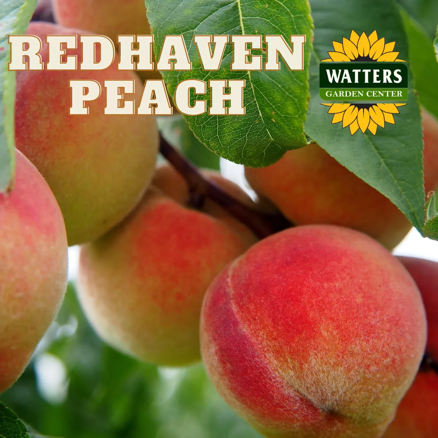 RED HAVEN PEACH TREE 7gal