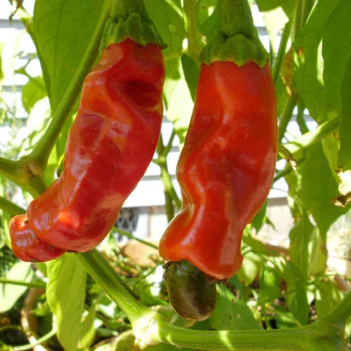 Red Peter Hot Pepper Seeds - (Capsicum annuum)