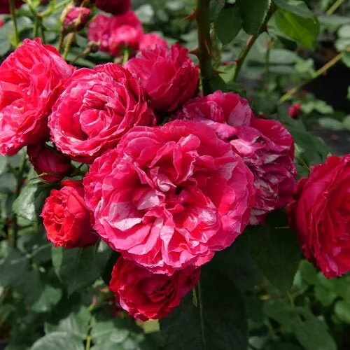 Red Stripe Landscape Rose