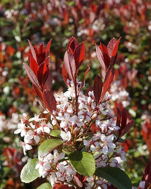 REDBIRD HAWTHORN 2gal