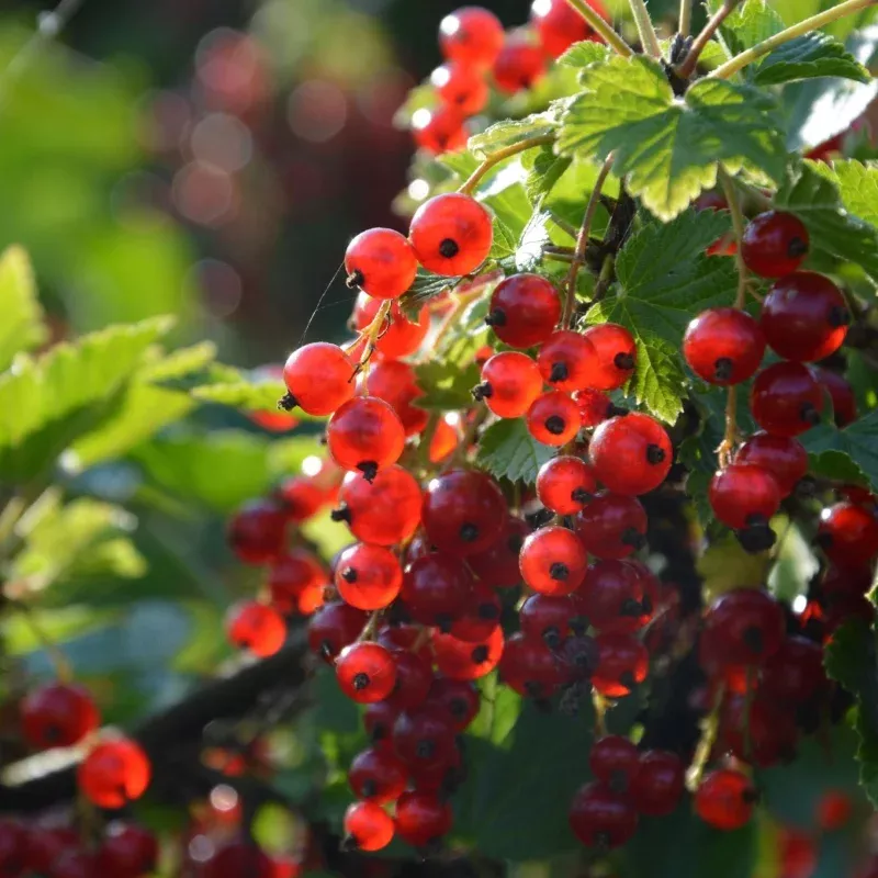 ‘Redstart’ Redcurrant Plant