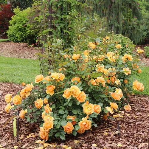REMINISCENT Ginger Rose