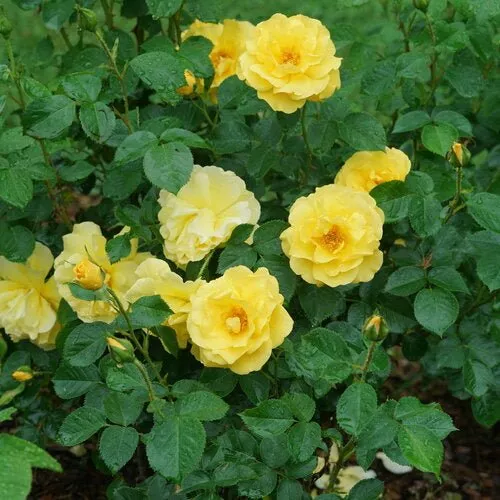 Reminiscent Yellow Garden Rose