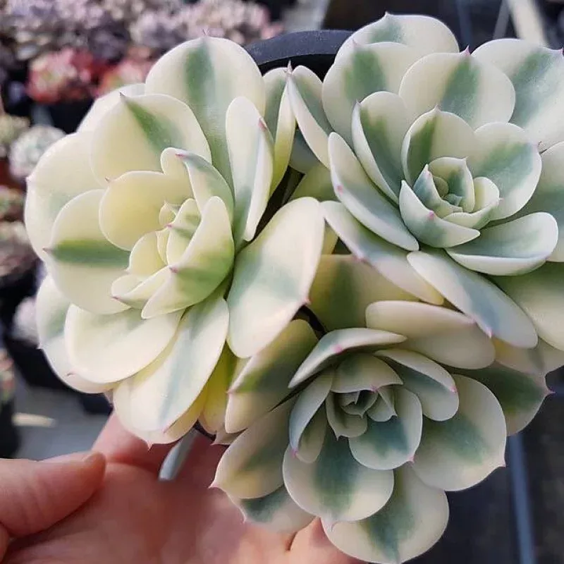 (REPLACEMENT) Echeveria Lenore Dean Cluster