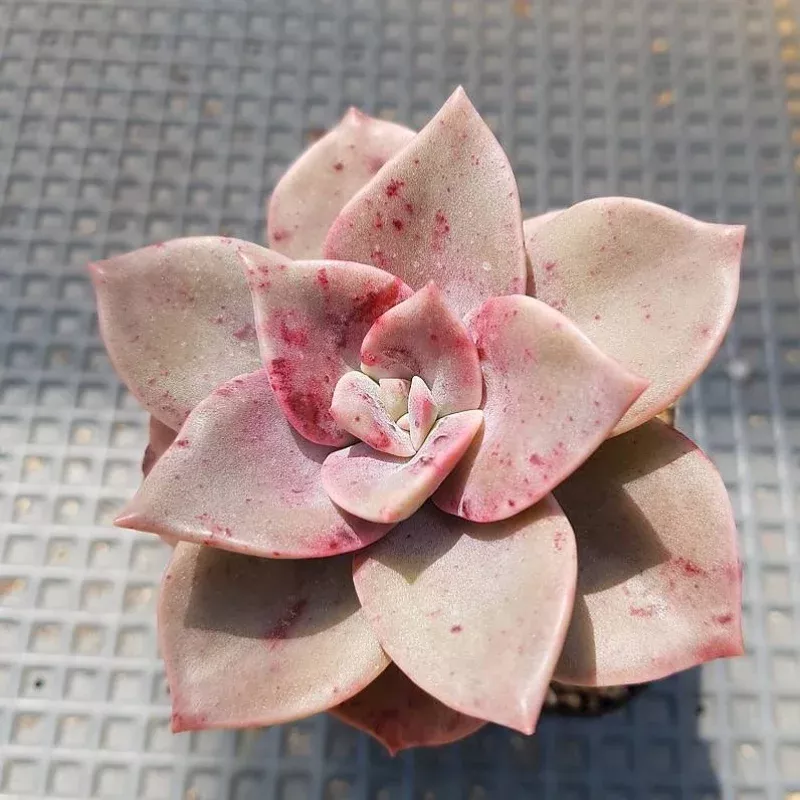 (RESERVED) Echeveria Bainesii, (Option 3)