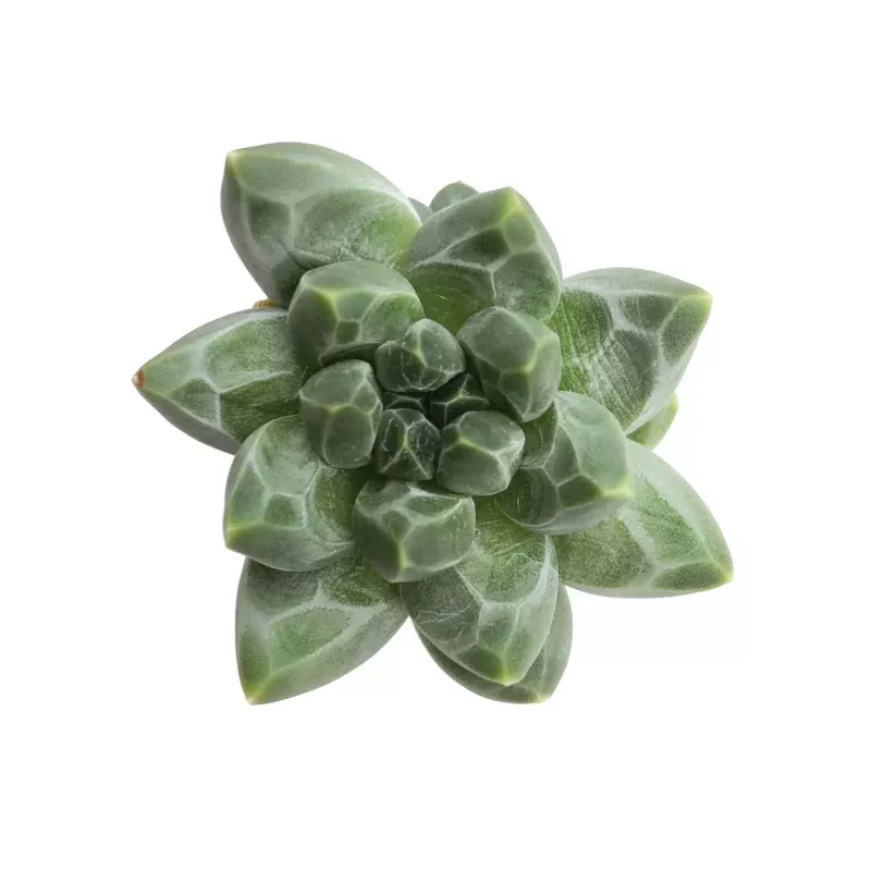 (RESERVED) Echeveria Dubai