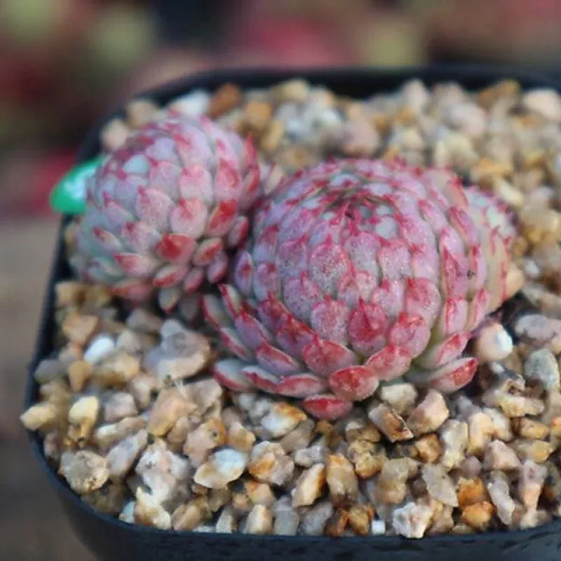 (RESERVED) Echeveria Globulosa