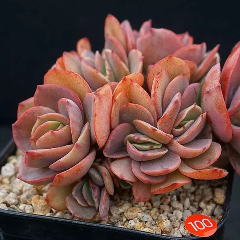 (RESERVED) Echeveria Suyon Cluster