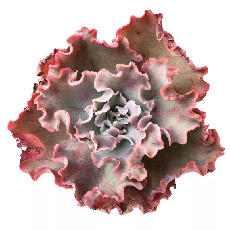 (RESERVED) Echeveria Takasagono Okina