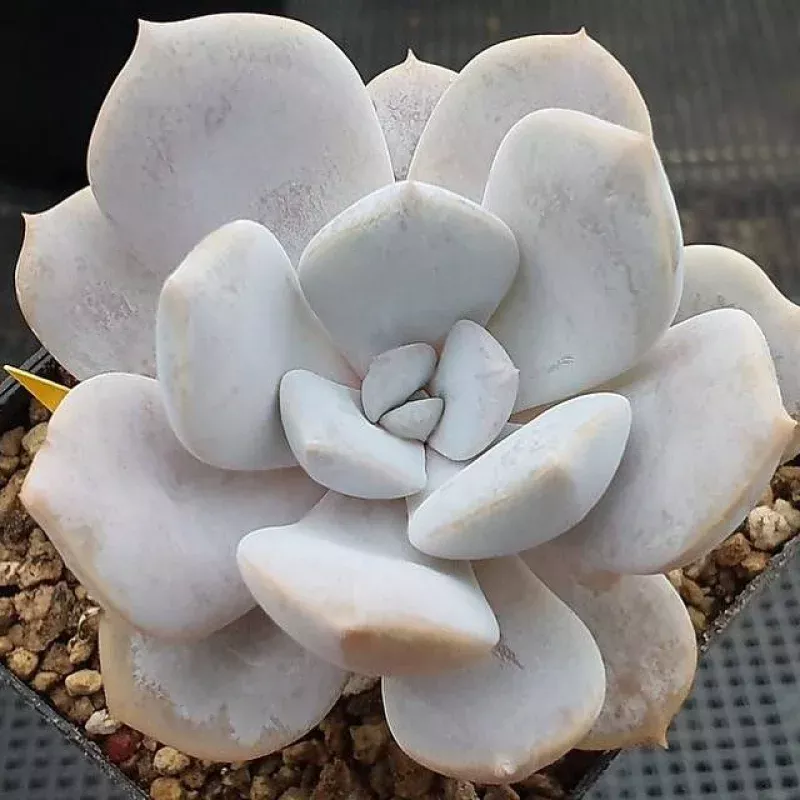 (RESERVED) Echeveria Tiramisu