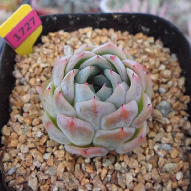 (RESERVED) Echeveria White Zaragosa